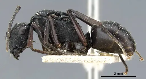 Polyrhachis creusa specimen CASENT0905558 image casent0905558_3