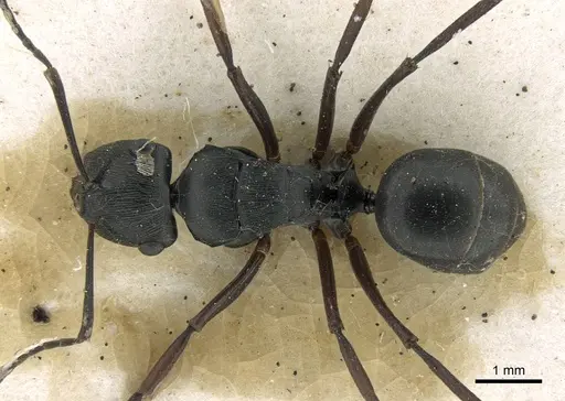 Polyrhachis creusa specimen CASENT0906325 image casent0906325_1
