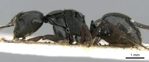 Polyrhachis creusa specimen CASENT0906325 image casent0906325_3