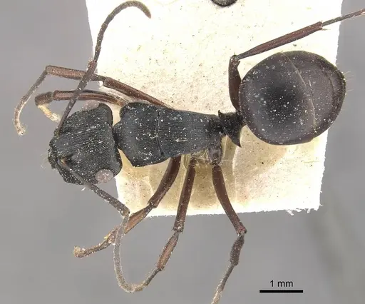 Polyrhachis creusa specimen CASENT0910767 image casent0910767_1