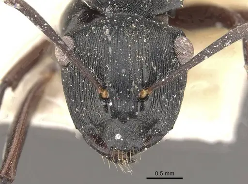 Polyrhachis creusa specimen CASENT0910767 image casent0910767_2
