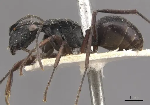 Polyrhachis creusa specimen CASENT0910767 image casent0910767_3
