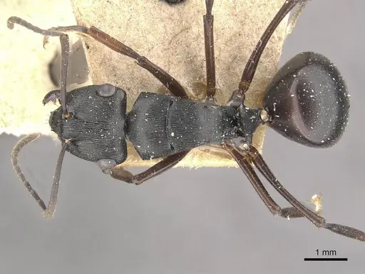 Polyrhachis creusa specimen CASENT0910770 image casent0910770_1