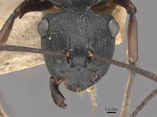 Polyrhachis creusa specimen CASENT0910770 image casent0910770_2
