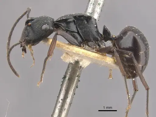 Polyrhachis creusa specimen CASENT0910770 image casent0910770_3