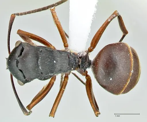 Polyrhachis creusa specimen FOCOL2542-1 image focol2542-1_1