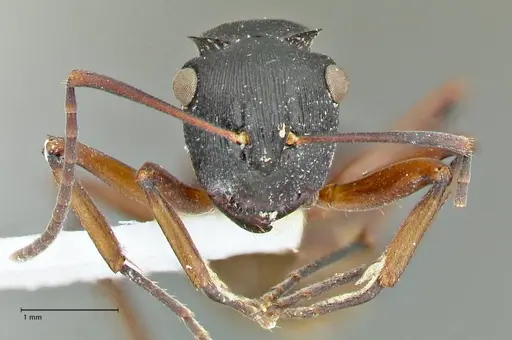 Polyrhachis creusa specimen FOCOL2542-1 image focol2542-1_2
