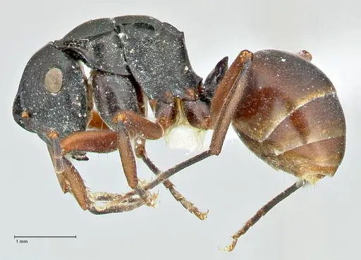 Polyrhachis creusa specimen FOCOL2542-1 image focol2542-1_3