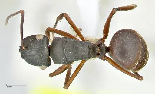 Polyrhachis creusa specimen FOCOL2542-2 image focol2542-2_1