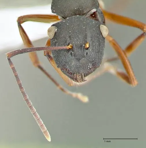 Polyrhachis creusa specimen FOCOL2542-2 image focol2542-2_2