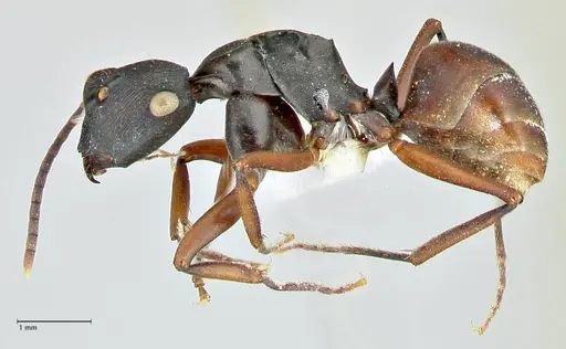 Polyrhachis creusa specimen FOCOL2542-2 image focol2542-2_3