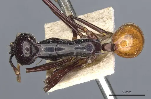Polyrhachis croceiventris specimen CASENT0905598 image casent0905598_1
