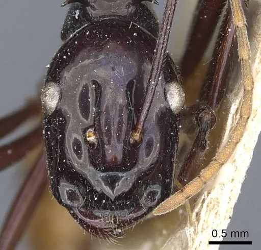 Polyrhachis croceiventris specimen CASENT0905598 image casent0905598_2