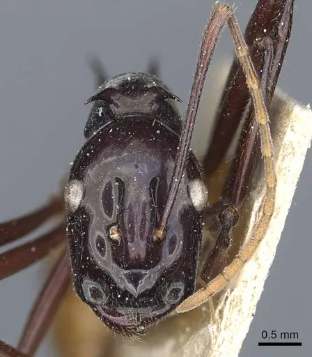 Polyrhachis croceiventris specimen CASENT0905598 image casent0905598_3