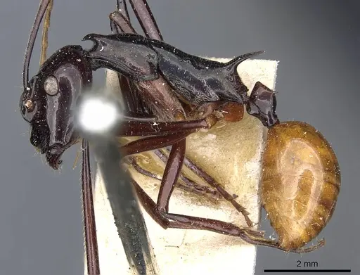 Polyrhachis croceiventris specimen CASENT0905598 image casent0905598_4