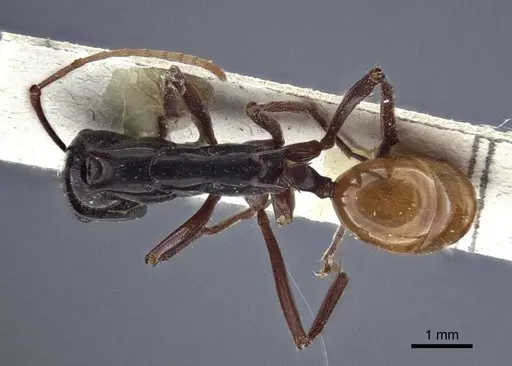 Polyrhachis croceiventris specimen CASENT0916634 image casent0916634_1