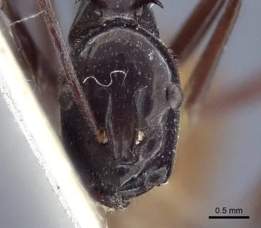 Polyrhachis croceiventris specimen CASENT0916634 image casent0916634_2