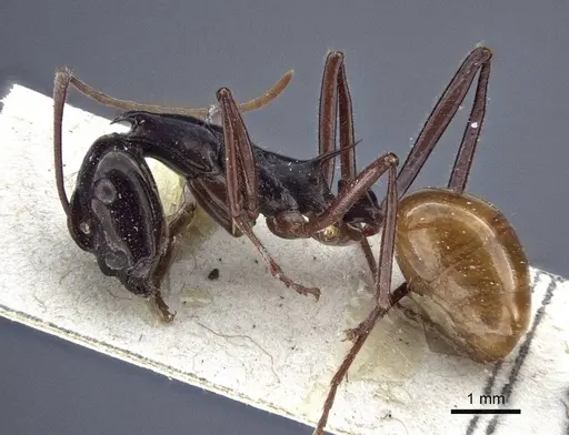 Polyrhachis croceiventris specimen CASENT0916634 image casent0916634_3