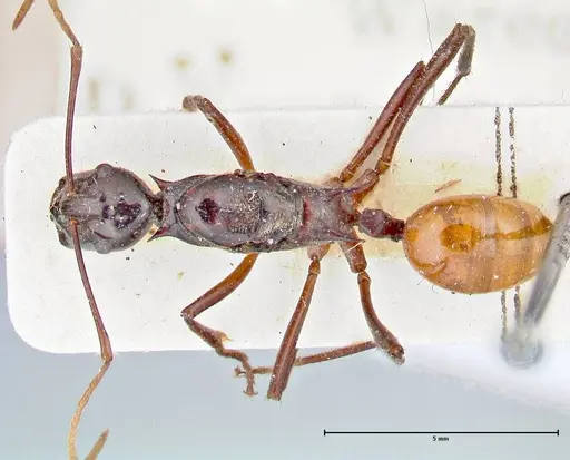 Polyrhachis croceiventris specimen FOCOL2665 image focol2665_1