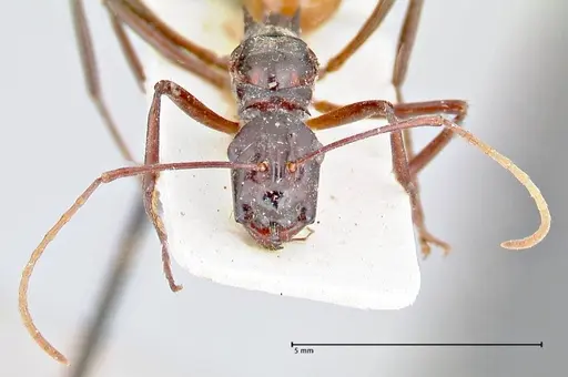 Polyrhachis croceiventris specimen FOCOL2665 image focol2665_2