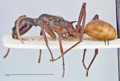 Polyrhachis croceiventris specimen FOCOL2665 image focol2665_3