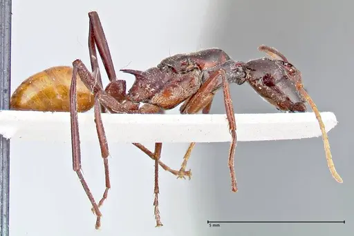 Polyrhachis croceiventris specimen FOCOL2665 image focol2665_4