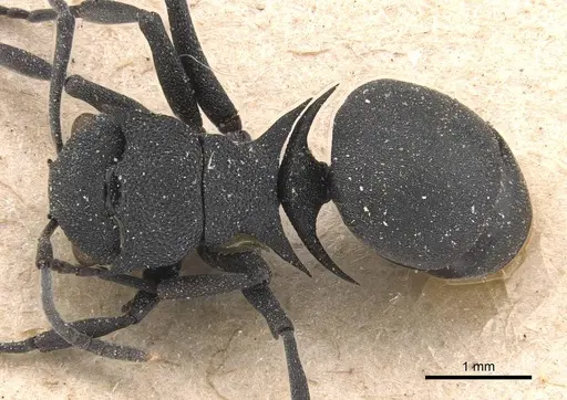 Polyrhachis cryptoceroides specimen CASENT0905591 image casent0905591_1