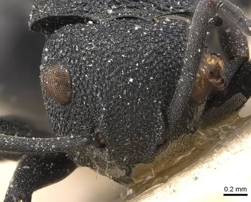 Polyrhachis cryptoceroides specimen CASENT0905591 image casent0905591_2