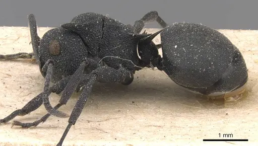 Polyrhachis cryptoceroides specimen CASENT0905591 image casent0905591_3