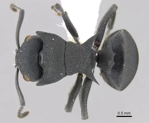 Polyrhachis cryptoceroides specimen CASENT0906756 image casent0906756_1