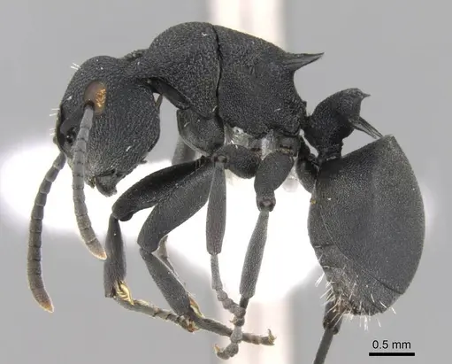 Polyrhachis cryptoceroides specimen CASENT0906756 image casent0906756_3