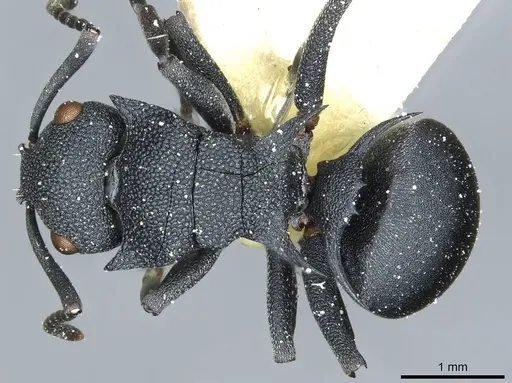 Polyrhachis cryptoceroides specimen CASENT0912091 image casent0912091_1