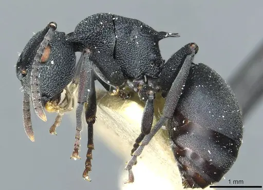 Polyrhachis cryptoceroides specimen CASENT0912091 image casent0912091_3