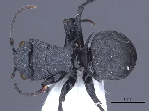 Polyrhachis cryptoceroides specimen CASENT0916772 image casent0916772_1