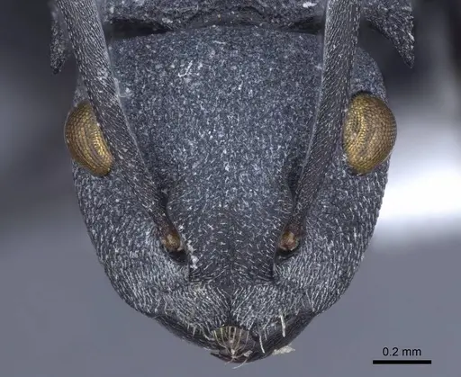 Polyrhachis cryptoceroides specimen CASENT0916772 image casent0916772_2