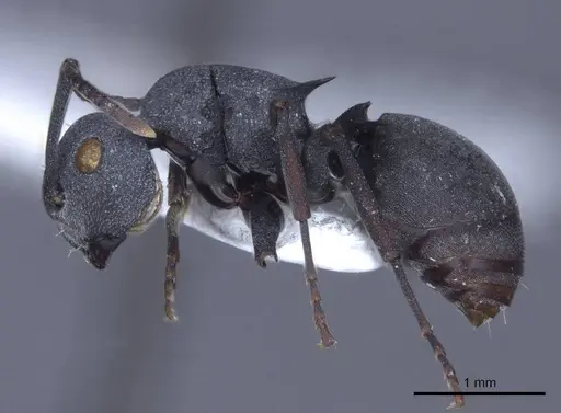 Polyrhachis cryptoceroides specimen CASENT0916772 image casent0916772_3