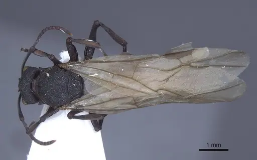 Polyrhachis cryptoceroides specimen CASENT0916773 image casent0916773_1