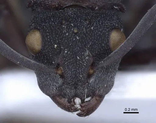 Polyrhachis cryptoceroides specimen CASENT0916773 image casent0916773_2