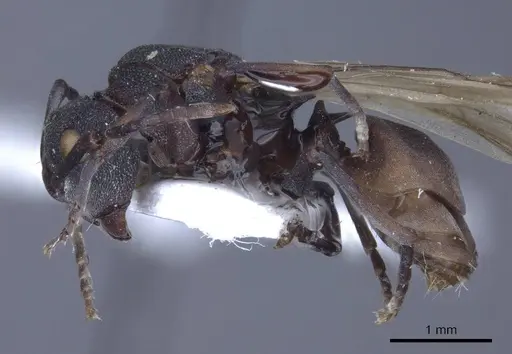 Polyrhachis cryptoceroides specimen CASENT0916773 image casent0916773_3