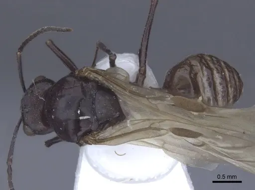 Polyrhachis cryptoceroides specimen CASENT0916774 image casent0916774_1