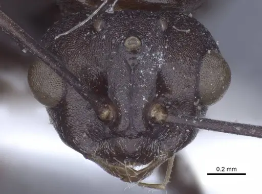Polyrhachis cryptoceroides specimen CASENT0916774 image casent0916774_2