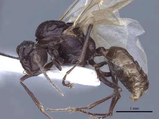 Polyrhachis cryptoceroides specimen CASENT0916774 image casent0916774_3