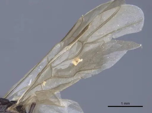 Polyrhachis cryptoceroides specimen CASENT0916774 image casent0916774_4