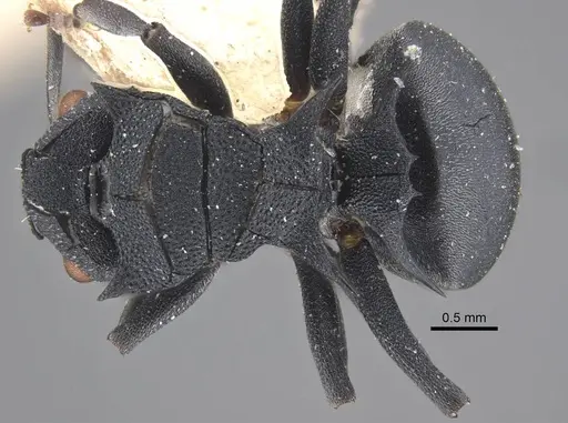Polyrhachis cryptoceroides specimen CASENT0917280 image casent0917280_1