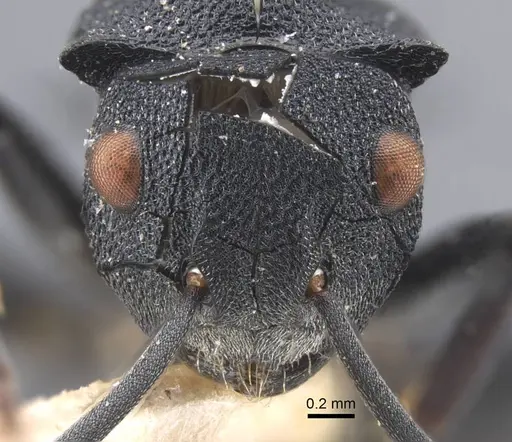 Polyrhachis cryptoceroides specimen CASENT0917280 image casent0917280_2