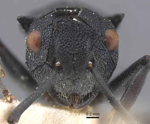 Polyrhachis cryptoceroides specimen CASENT0917280 image casent0917280_3