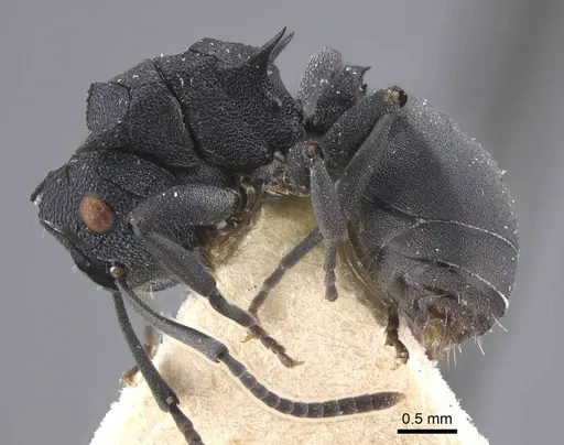Polyrhachis cryptoceroides specimen CASENT0917280 image casent0917280_4