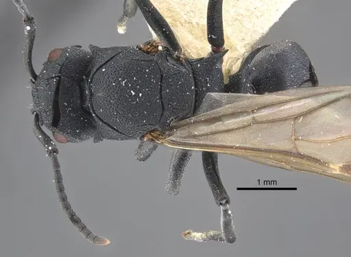 Polyrhachis cryptoceroides specimen CASENT0917281 image casent0917281_1