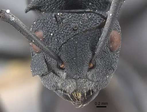 Polyrhachis cryptoceroides specimen CASENT0917281 image casent0917281_2