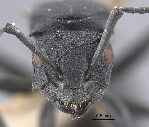 Polyrhachis cryptoceroides specimen CASENT0917281 image casent0917281_3